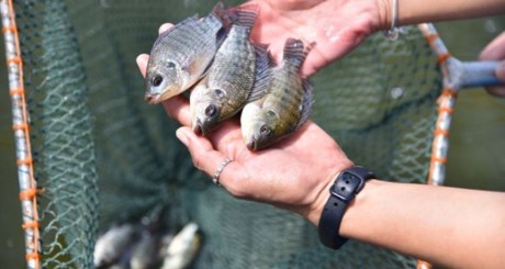 small fish in net