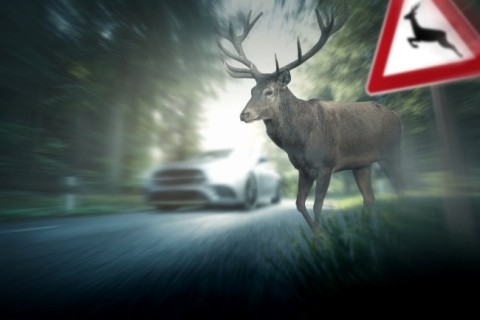 a deer crossing the road as a car approaches