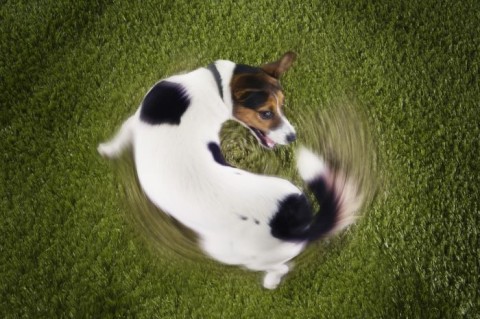 a small dog chasing his own tail