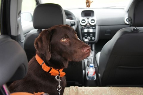 a pet dog in a car on a roadtrip