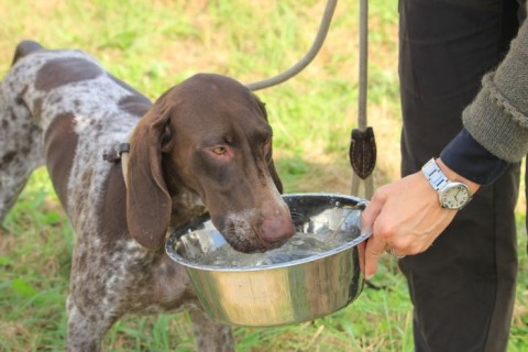 a pet dog drinking water from a bowl