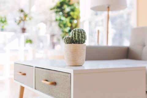 a cacti in a pot on a table